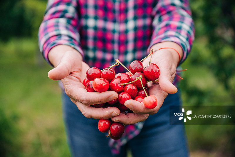 拿着樱桃的女性的手图片素材