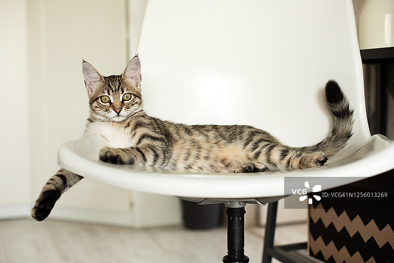 孟加拉小猫图片素材