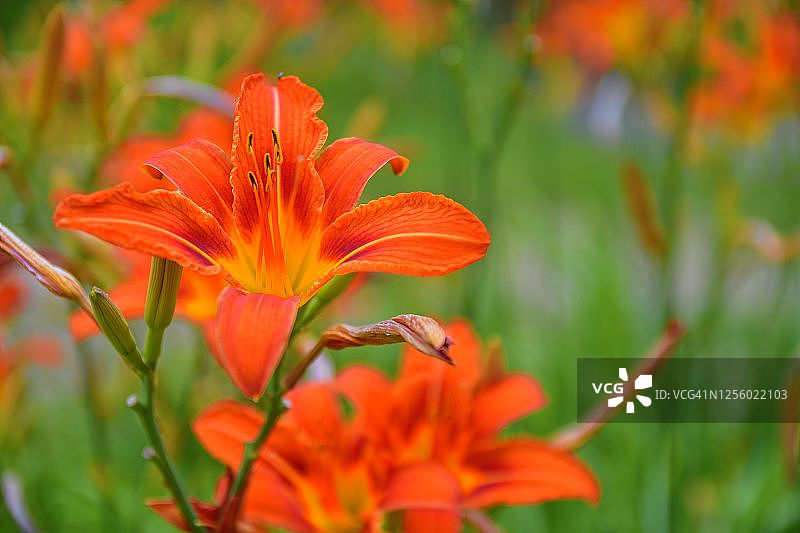 橙色百合、火百合和虎百合图片素材