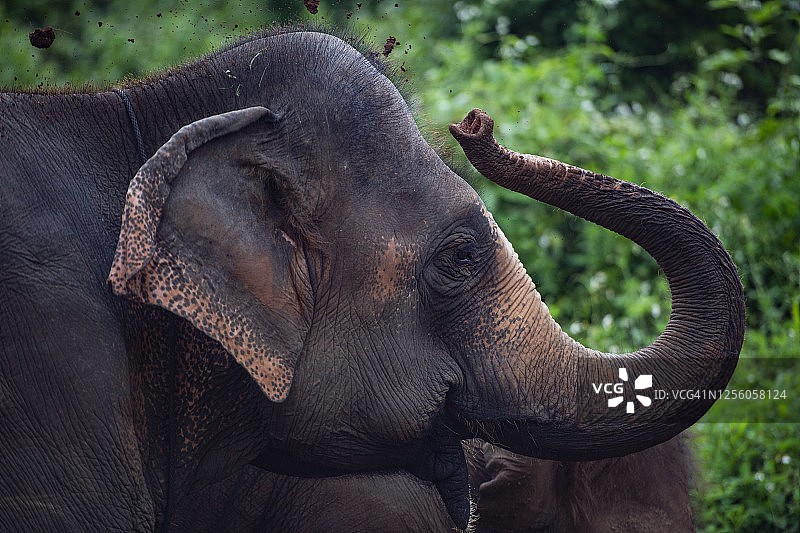 泰国北部野生亚洲象群图片素材