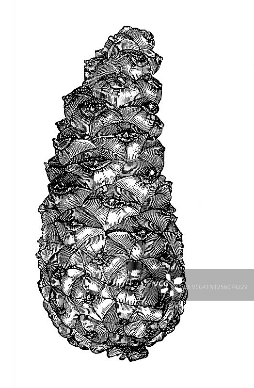 古代雕刻插图：黑松的松果图片素材