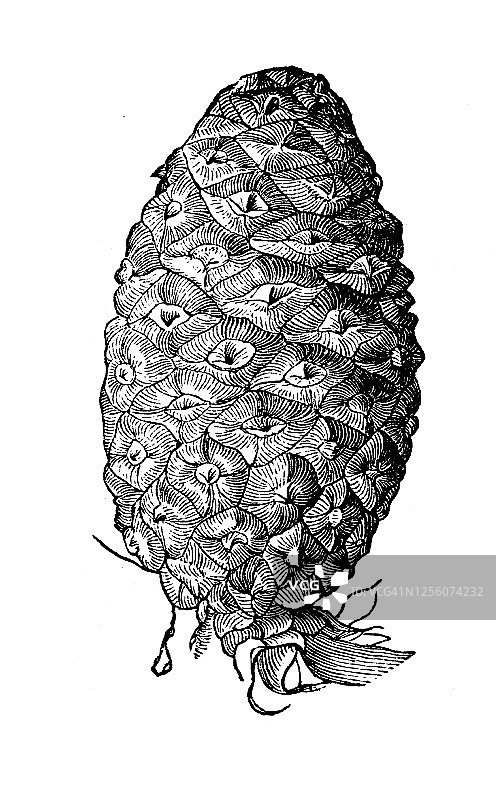 欧洲赤松的松果古老版画图片素材