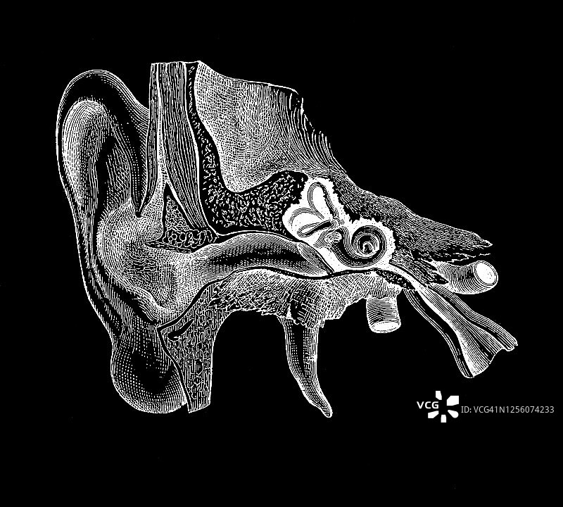 人耳古版画图片素材
