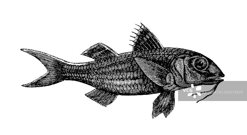 鲱鲤古版插画图片素材