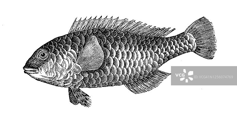 鹦嘴鱼古版画图片素材