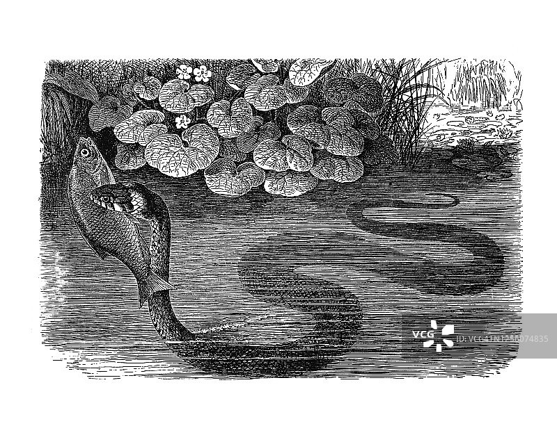 水蛇（Tropidonotus natrix）的古老雕刻插图图片素材