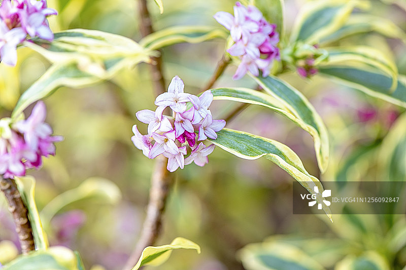 美丽粉色香花瑞香图片素材