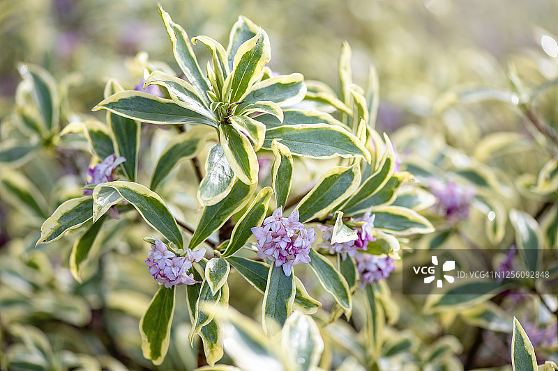 美丽粉色香花瑞香图片素材
