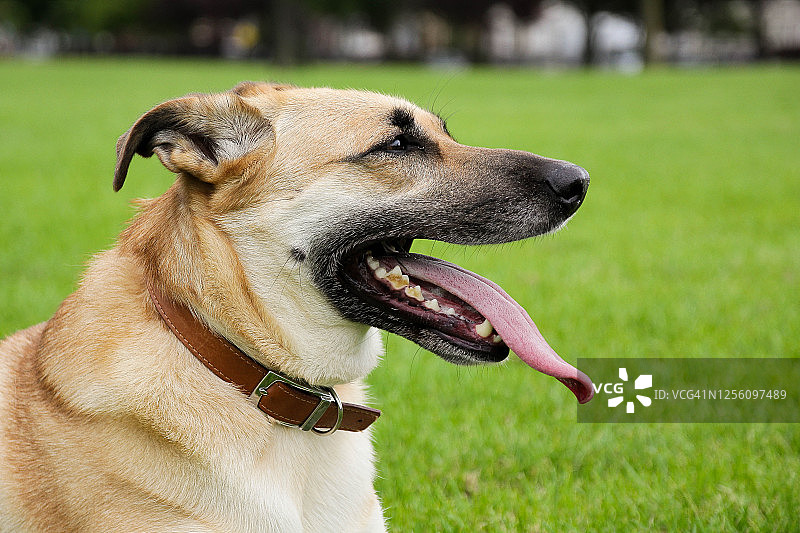 小狗的头部图片素材