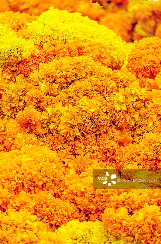 来自泰国曼谷的万寿菊花卉图片素材