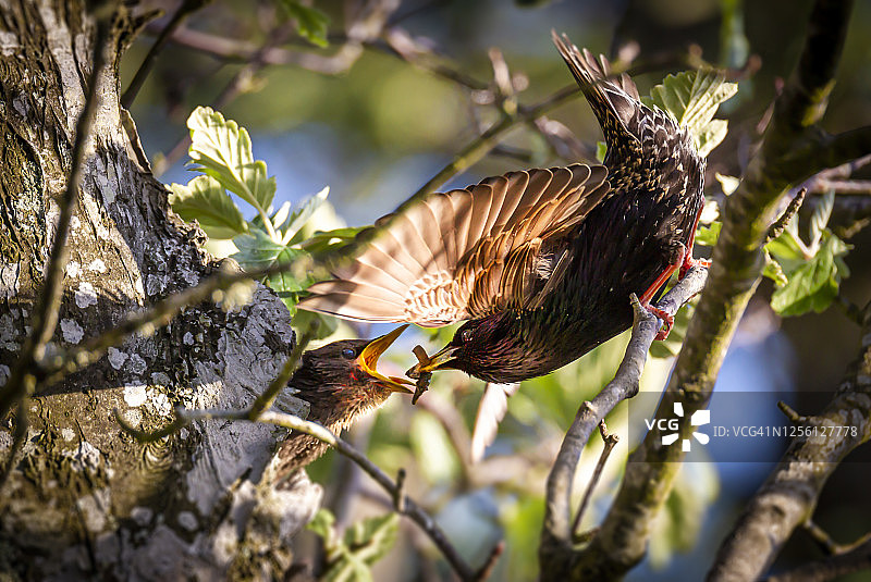 八哥喂食幼鸟图片素材