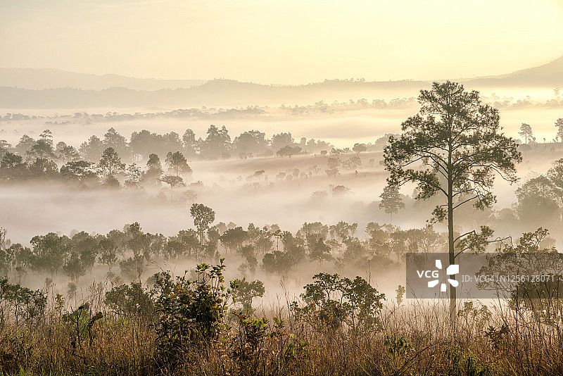 通萨拉恩銮国家公园的热带稀树草原图片素材