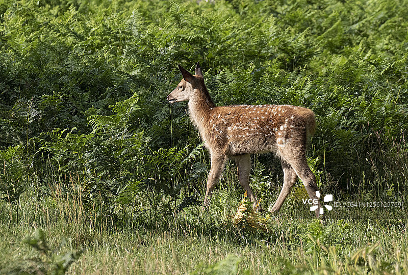 红鹿幼鹿图片素材