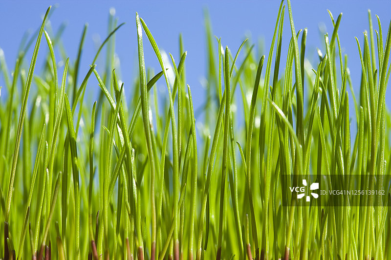 蓝天下青草图片素材