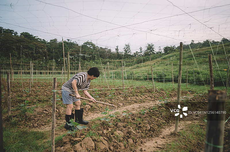 清晨在农场用锄头种植的中国老年妇女图片素材