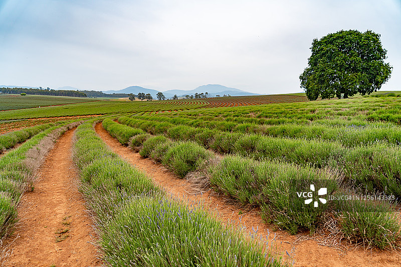 澳大利亚塔斯马尼亚纳伯拉薰衣草田图片素材