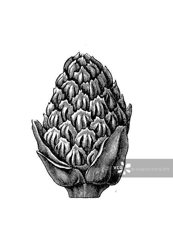 伞松松果老式雕刻插图图片素材