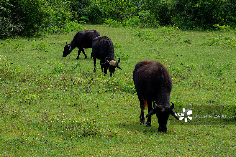 野生环境中的野牛图片素材