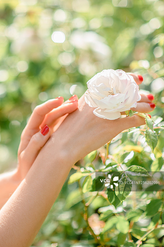 女人手持涂有红色指甲油的手和白色玫瑰图片素材