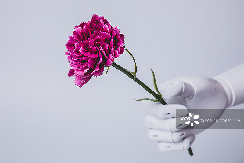机器人手持康乃馨花（展示人工智能的情感能力）图片素材