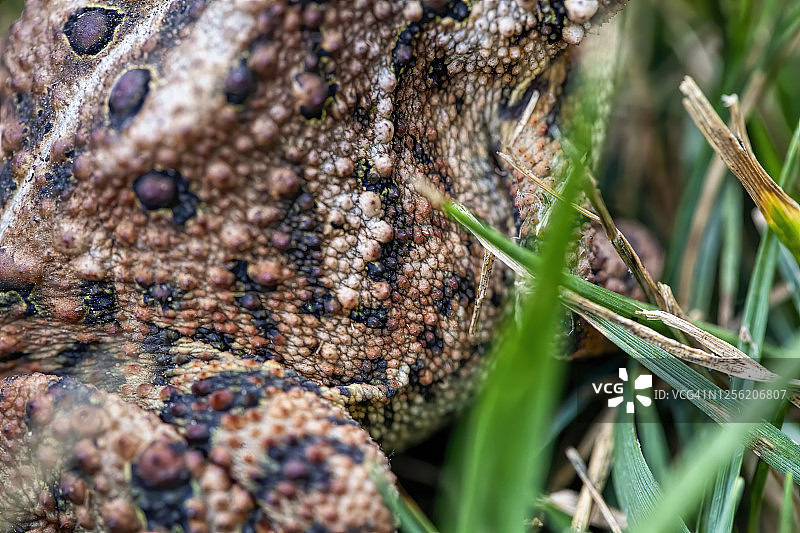 美洲东部蟾蜍图片素材