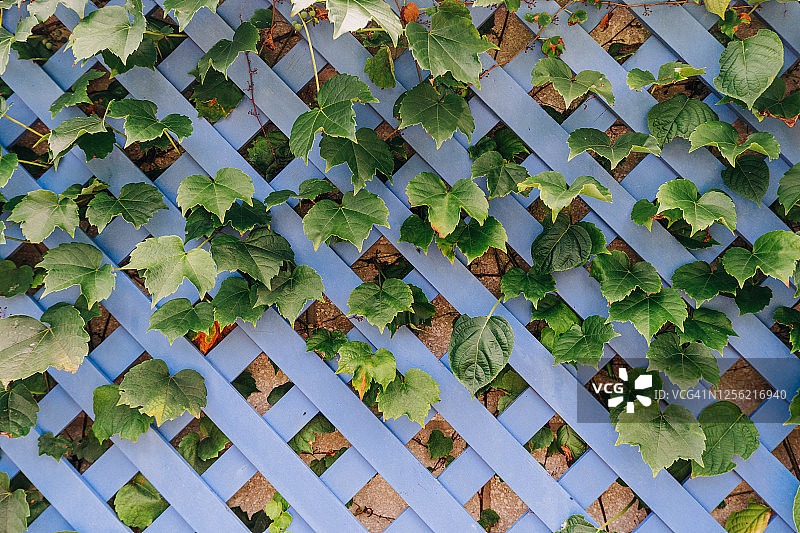 蓝色棚架围栏上的常春藤图片素材