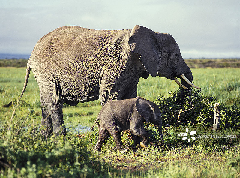 肯尼亚安博塞利国家公园的象妈妈和小象图片素材