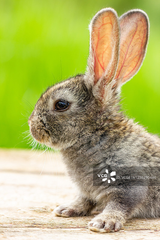 绿色自然背景下可爱的灰色兔子图片素材
