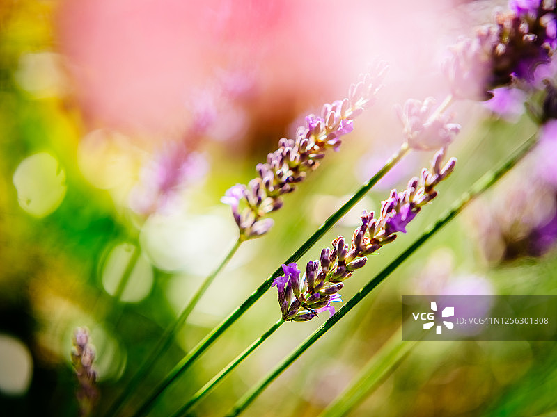夏季的薰衣草植物图片素材