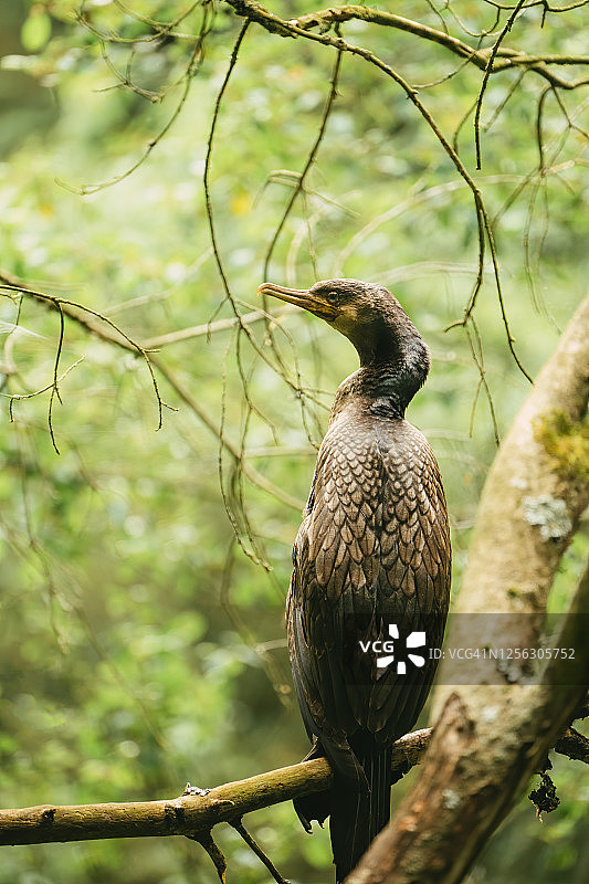 栖息地中的苍鹭图片素材
