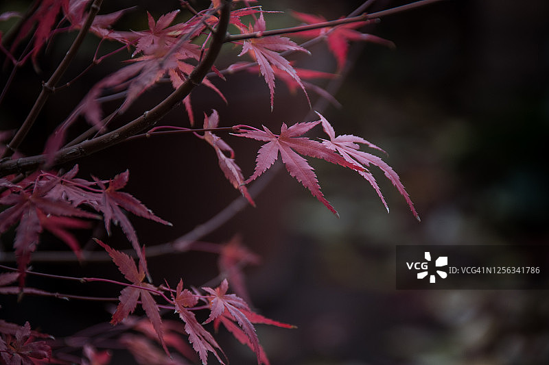 秋天的树木图片素材