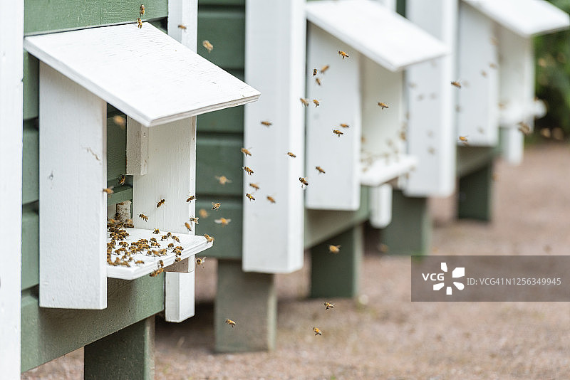 室外的蜂箱图片素材