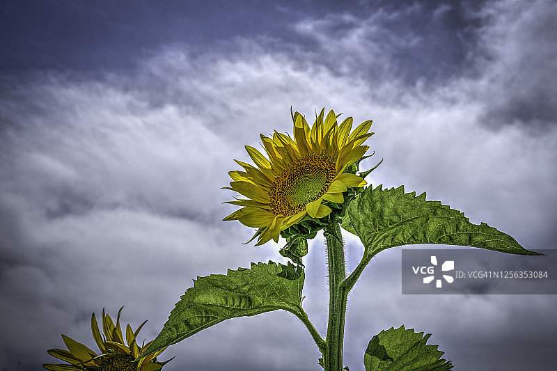 向日葵头部图片素材