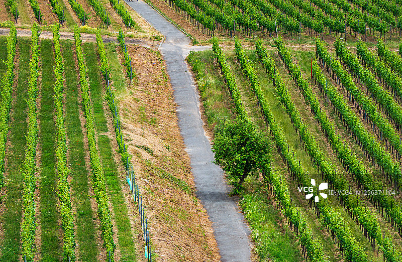 吕德斯海姆莱茵河畔的葡萄园图片素材