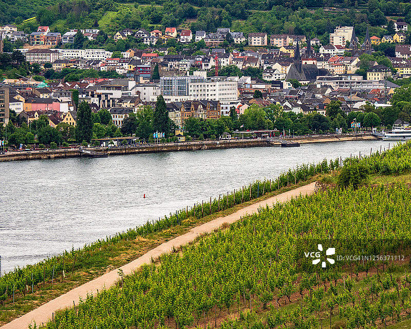 莱茵高葡萄酒产区：雷司令葡萄园图片素材