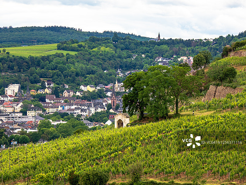 莱茵高葡萄酒产区：雷司令葡萄园图片素材