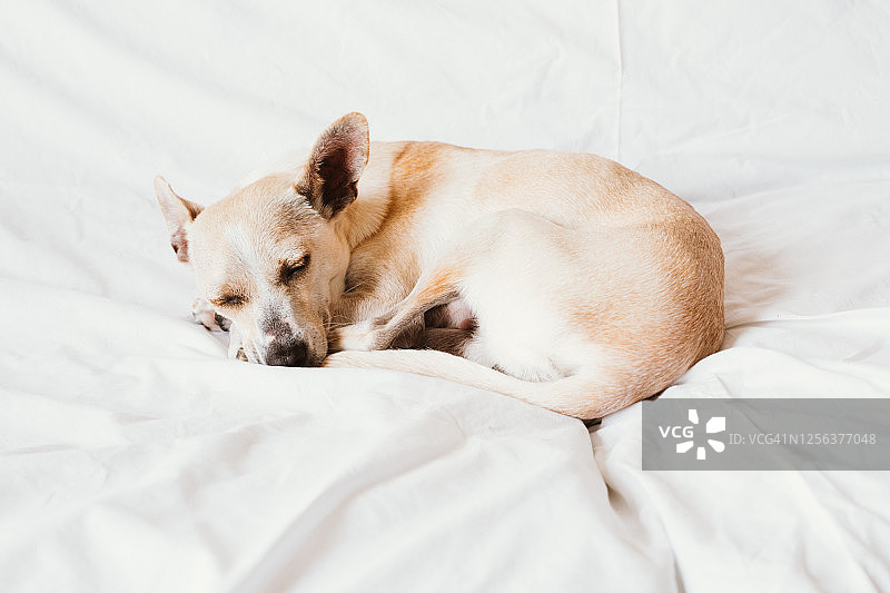 疲惫生病熟睡的可爱小狗图片素材