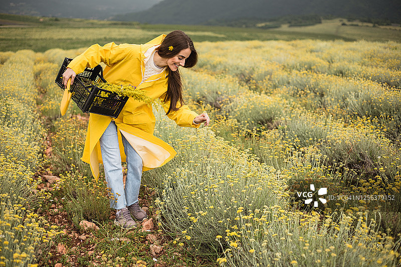 在阴天，女农正在收割草药图片素材