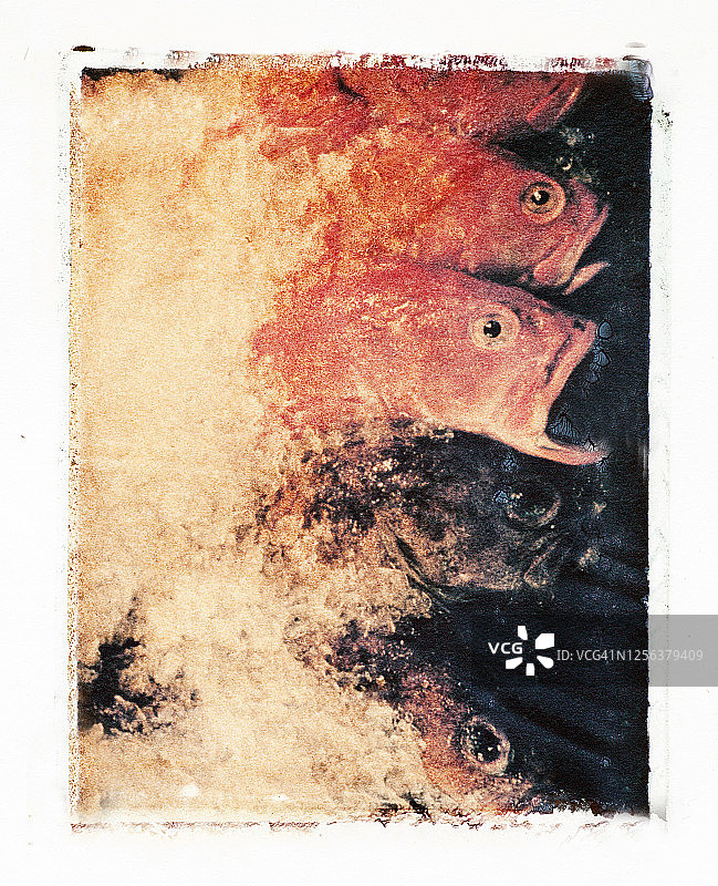 鱼市冰鲜鱼类叠放宝丽来照片图片素材