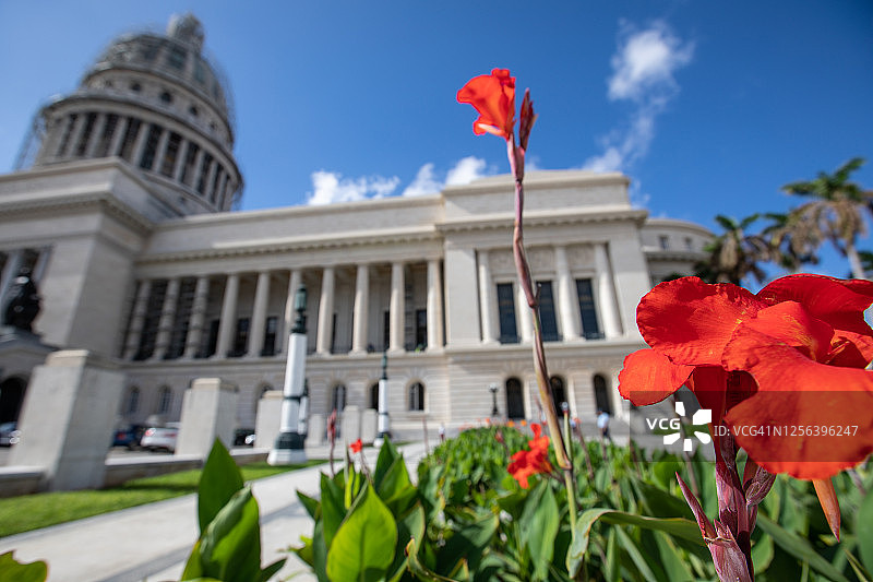 哈瓦那国会大厦前的鲜花图片素材