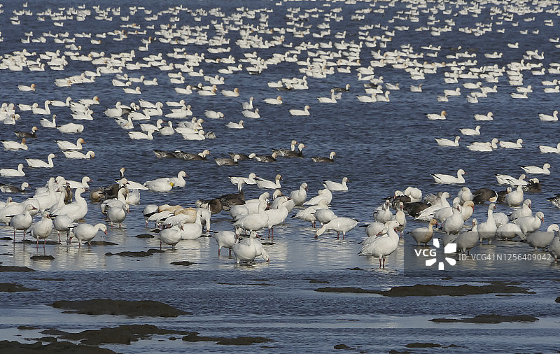 迁徙的雪雁群 - 孟买胡克国家野生动物保护区图片素材