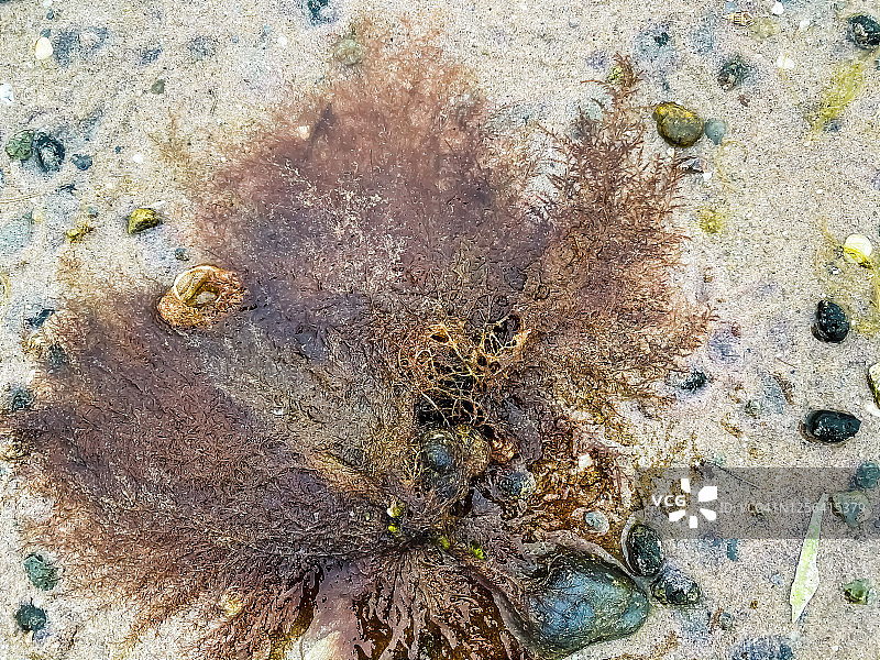 冲到科德角海湾的大海扇图片素材