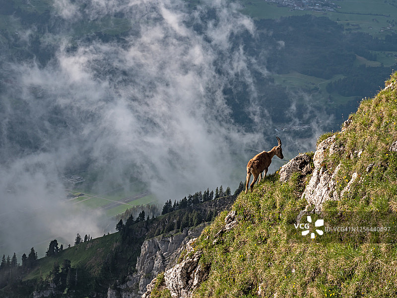 瑞士皮拉图斯地区阿尔卑斯山上野生高山山羊在悬崖边吃草的镜头图片素材