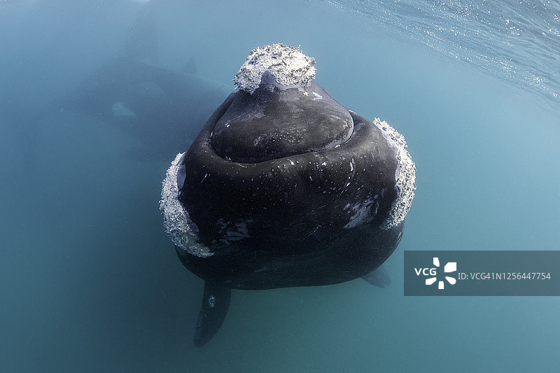 三只幼年南方露脊鲸对相机产生兴趣的社交聚会，在联合国教科文组织世界遗产地阿根廷瓦尔德斯半岛新海湾的浅水保护区内活动图片素材