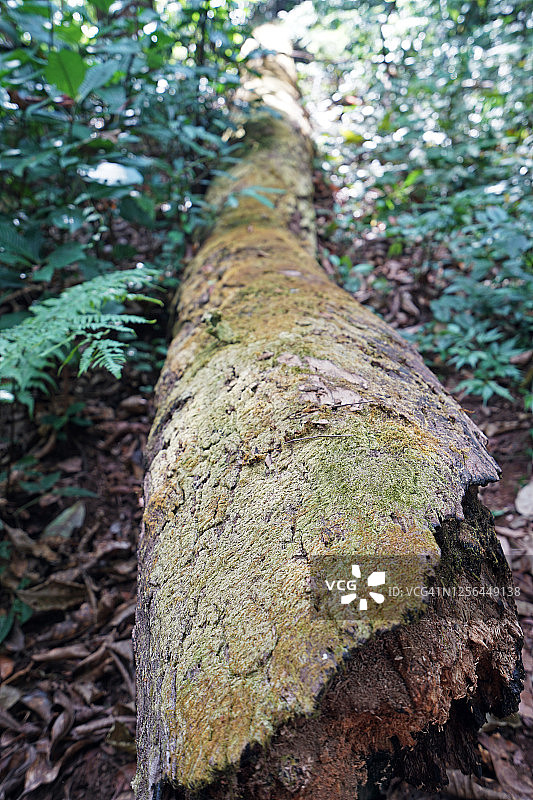 绿色森林公园中长满苔藓的树干特写图片素材