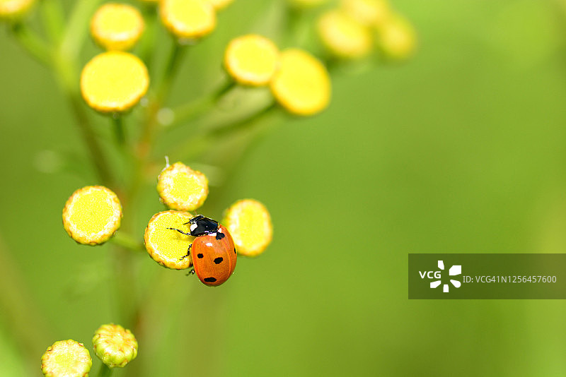 艾菊上的瓢虫图片素材