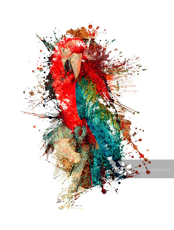 鹦鹉插画图片素材