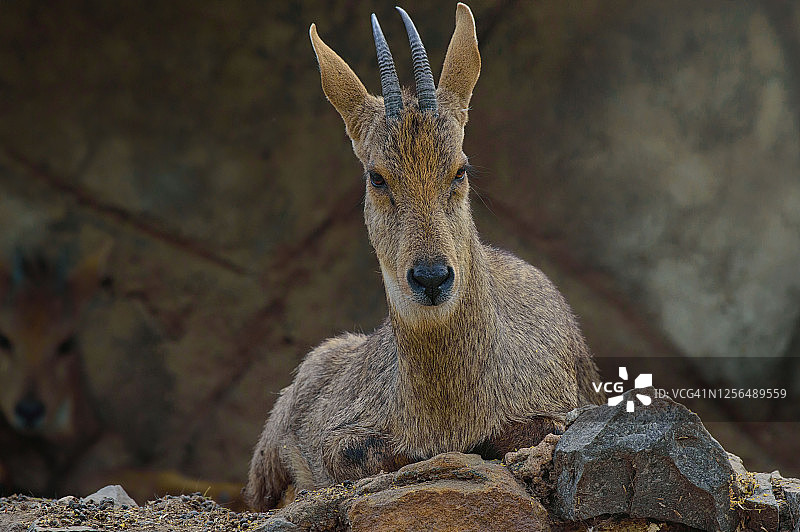 鬣羚栖息在高高的岩石悬崖上图片素材