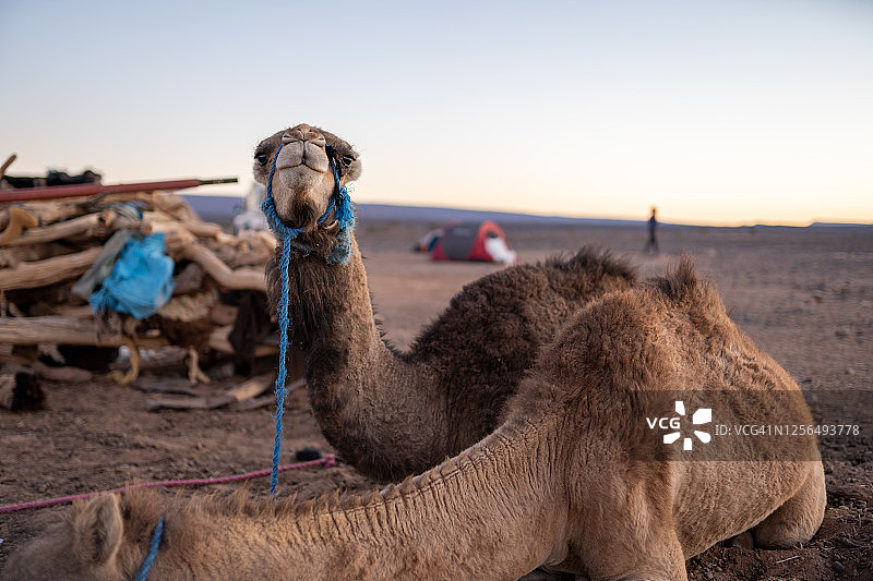 摩洛哥撒哈拉沙漠骆驼图片素材