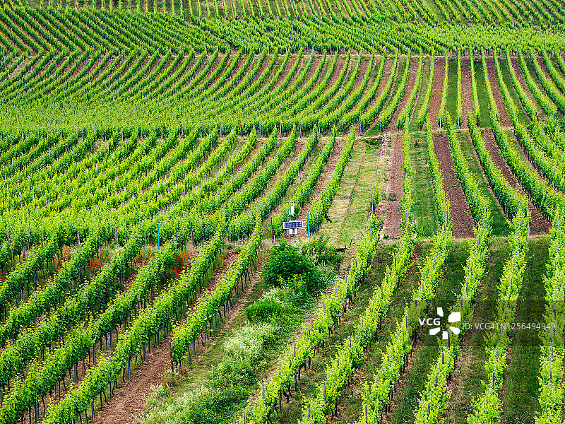吕德斯海姆莱茵河畔的葡萄园图片素材